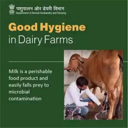 Milk is highly perishable, susceptible to microbial contamination, and undergoes physical and chemical (ie. PH) changes, impacting its freshness and safety.
#milkhygiene #Milk #AatmnirbharBharat #aatmnirbharahd #ahelp #animalhusbandry