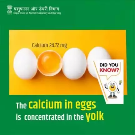 The calcium in eggs is concentrated in the yolk. The yolk is the yellow or orange part of the egg, and it contains a variety of essential nutrients, including calcium.
#WorldEggDay #Eggcellent #animalhusbandry