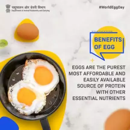 Eggs are one of the best sources of complete protein. They provide all the essential amino acids your body needs for various functions, including muscle building and repair.
#Eggcellent #animalhusbandry #HealthyEating #ProteinPower