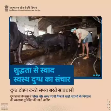 दूध निकालने से पूर्व पशुओं के निवास स्थान को नियमित रूप से साफ करना बहुत महत्वपूर्ण है, ताकि कीटाणुओं और विषाणुओं का प्रसार न हो।
#MilkHygiene #CleanMilk #HygienicDairy #AatmnirbharBharat #animalhusbandry #ahelp #animalhealth #livestock