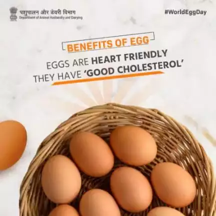 Eggs are nutritious and balanced food that contain all the essential nutrients required by the human body.
#Eggcellent #HealthyEating #ProteinPower #animalhusbandry