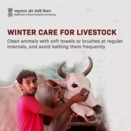 Winter Care: Bathing may cause cold stress and make the animal prone to catching an infection. Instead, groom them once a day by removing dirt & dust with a towel or washcloth.
#AnimalHealth #livestockfarming #WinterCare