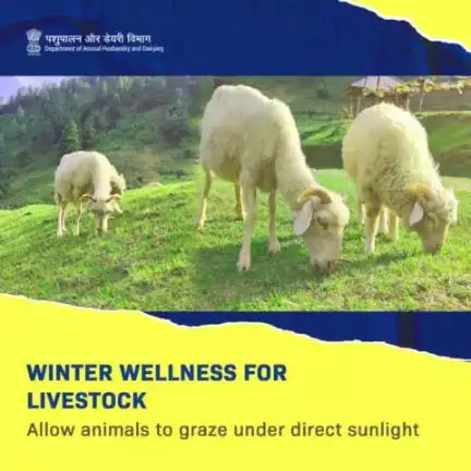 Sunlight, a vital source of Vitamin D3, is crucial for livestock's overall well-being, immunity, and winter care. Expose your livestock to sunlight as much as possible during winters.
#animalhusbandry #animalhealth #WinterCare