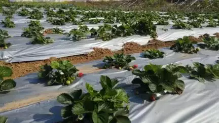 Central Institute of Horticulture, Nagaland has conducted field demonstrations to promote exotic crops like strawberries with a good package of practices in the North East Region to attract more farmers to adopt remunerative crops.