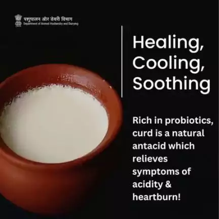 Cooling Comfort:
Curd's Probiotic Power Soothes Acidity and Heartburn!
#dahi #milkproducts #curd