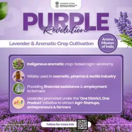 #Purplerevolution through lavender farming is changing the landscape and opening new arenas for farmers. #farmerswelfare
#pibindia #mib_india #cbc_chandigarh