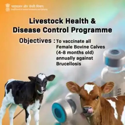 Fostering Herd Well-being:
Annual Vaccination Initiative Targets all Young Female Bovine Calves (4-8 months old) to Combat Brucellosis. #livestockcare #vaccination #brucellosis