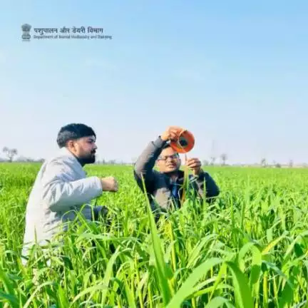 In Rabi season, oats from Regional Fodder Station, Suratgarh is proving to be one of the most important cereal fodder crops as well as good quality fodder seeds and reaches a height of approx 5 feet before emergence of spikelet.  #fodder