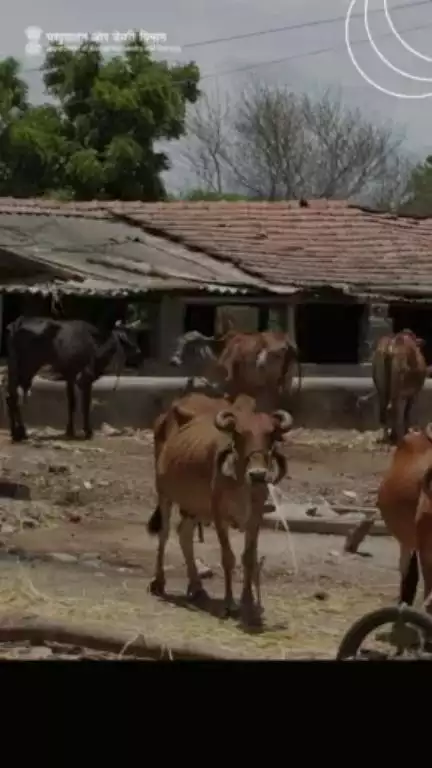 पशुपालकों एवं डेयरी किसानों के लिए सुनहरा अवसर :किसान क्रेडिट कार्ड के लिए आवेदन करें - आत्मनिर्भरता की ऊंचाइयों की दिशा में कदम बढ़ाएं | #kcc  #pashupalak