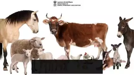 Livestock Census - Stray Cattle and Stray Dogs: The Furry Population of India in 2019. #livestockcensus